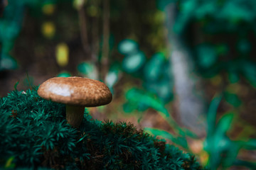 small mushrooms in the forest on green moss in the rays of sunlight close up