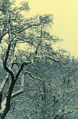 trees in the snow, vertical shot