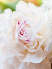 white peony flower bud, close-up, background