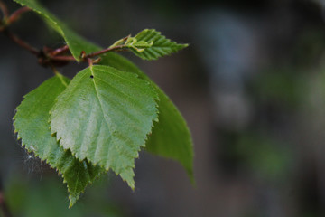 birch leaves