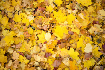Background of autumn leaves. The view from the top.