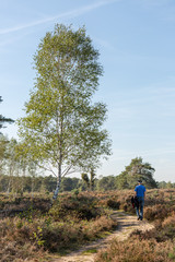 Vertically framed solitary retiree on a meandering walking path through a moorland landscape passing a birch tree