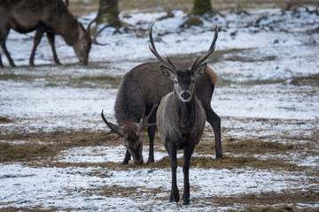 Hirsch / Hirsche im Forstenrieder Park, München - Rotwild, Rothirsch