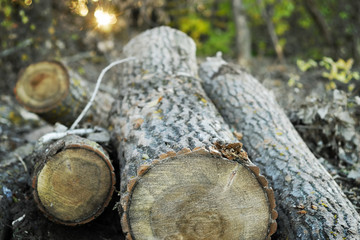 destruction of trees