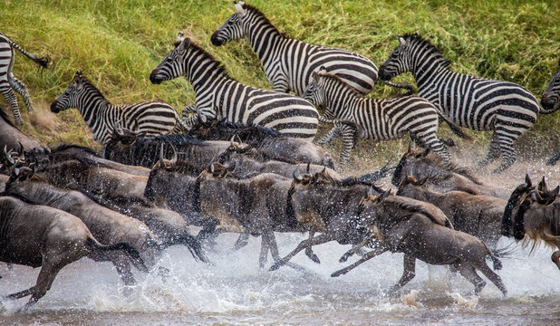 Fototapeta Wildebeests and zebras are running across a small river. Great Migration. Kenya. Tanzania. Maasai Mara National Park.