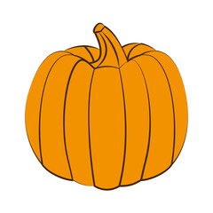 fresh pumpkin on white background