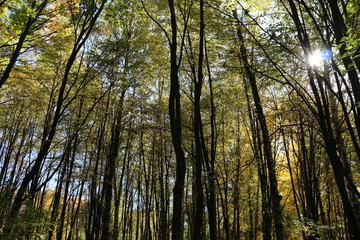 Beautiful autumn forest stands in the golden foliage