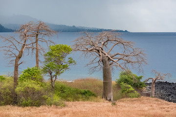 Sao Tome and Principe, Lagoa Azul on Sao Tome island, beautiful landscape with baobab trees 
