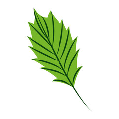 green leaf nature on white background