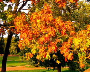 autumn maple trees in fall city park