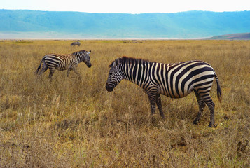 Three Zebras in Grassland
