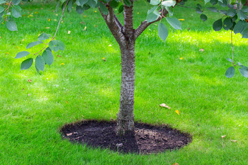 mulching on the tree trunks of a young tree in a lawn