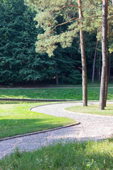 stone road among the pines in the park