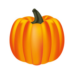 fresh pumpkin on white background