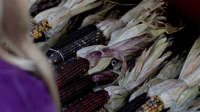Looking at dried corn of the cob display at a farmers market. Multi-colored flint corn. Decorative thanksgiving and Halloween vegetables.  
