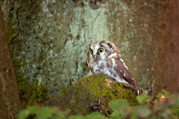 Boreal Owl