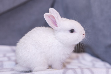 white bunny rabbit looking frontward to viewer, Little bunny sitting on sofa, Lovely pet for children and family inside house