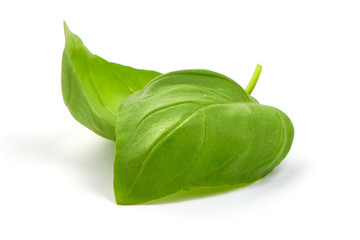 Fresh Green Basil Leaves Spice, closeup, isolated on a white background.