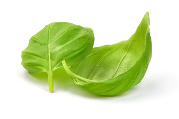 Fresh Green Basil Leaves Spice, closeup, isolated on a white background.
