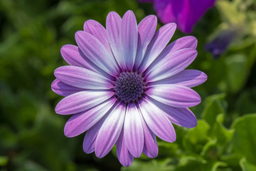 Obraz premium pink flower