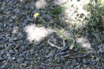 One flower chamomile