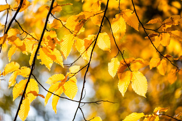 Yellow foliage. Fall has come. Autumn. Season