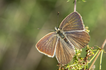 Fototapeta premium butterfly on leaf