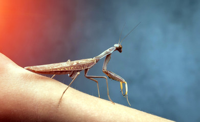 Insect hunter attacks at sunset. Mantis is a terrible monster of wildlife.