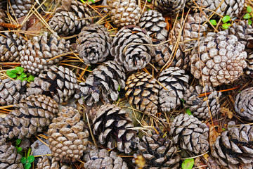 cones on the ground in the forest