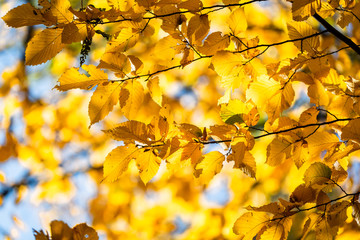 Yellow foliage. Fall has come. Autumn. Season