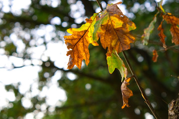 Eichenblätter im Herbst werden von der Sonne angestrahlt