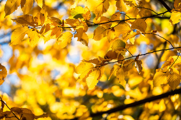 Yellow foliage. Fall has come. Autumn. Season