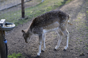 Fototapeta premium Deer in public park during autumn season at a sunny day