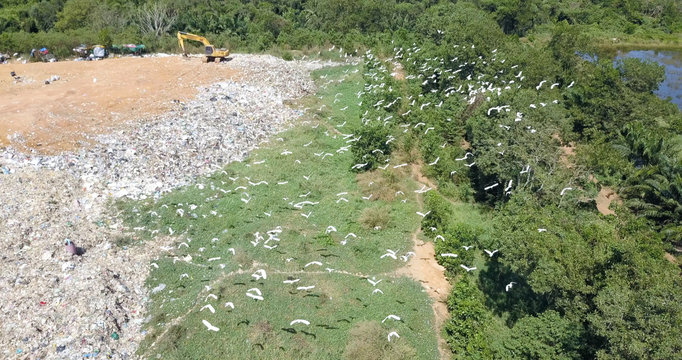bird's eye view of garbage mountain from dji mavic drone in the industrial zone. There is a flock of white birds. living in the garbage dump hill. The flock live in the forest near the garbage zone.
