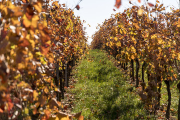 Vines in a vineyard in autumn