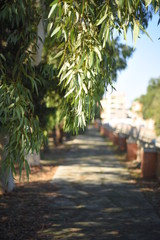 Obraz premium ALBERO
