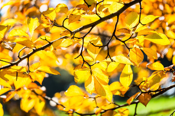 Yellow foliage. Fall has come. Autumn. Season