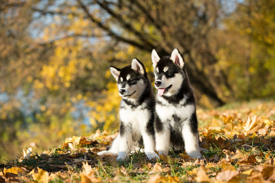 puppy of alaskan malamute in autumn background