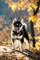 puppy of alaskan malamute © liliya kulianionak
