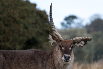 Roan antelope with broken antler. Photographed at Port Lympne Safari Park near Ashford Kent UK.