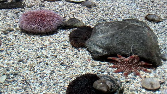 Marine life - Echinus - Red Sea Urchins