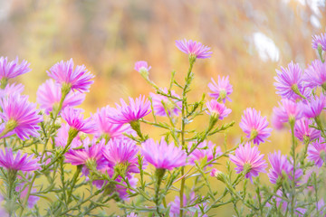 Purple floral background