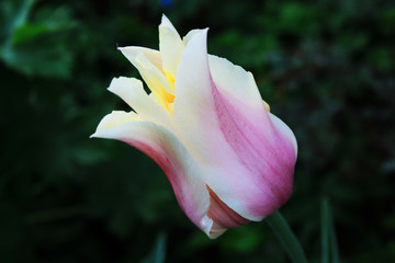 Tulip
