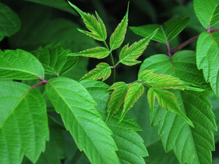 green leaves of tree in garden