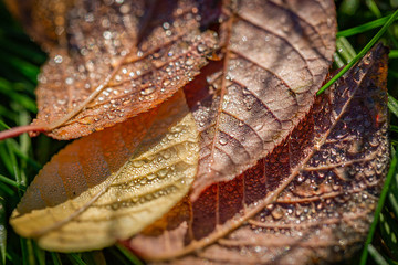 Yellow foliage. Fall has come. Autumn. Season. Dew drops. Morning.