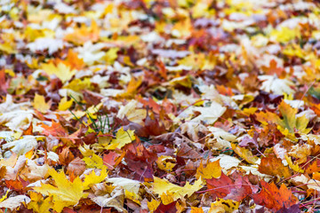 Carpet from autumn orange and red maple leaves