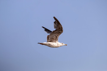 Seagull in plain flight
