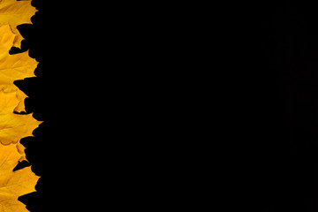 Autumn yellow leaves are placed on a black background