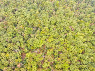 Aerial View of a Forest