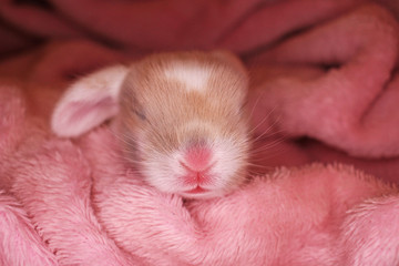 Cute bunny baby rabbit lop kit. New born bunnies.